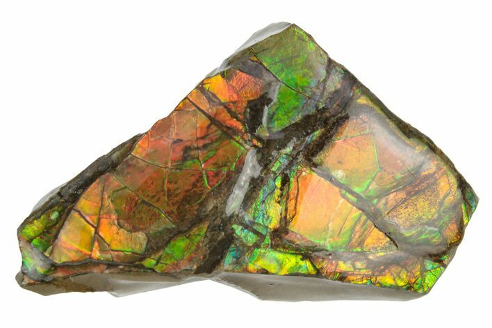 Iridescent Ammolite (Fossil Ammonite Shell) - Alberta #236426